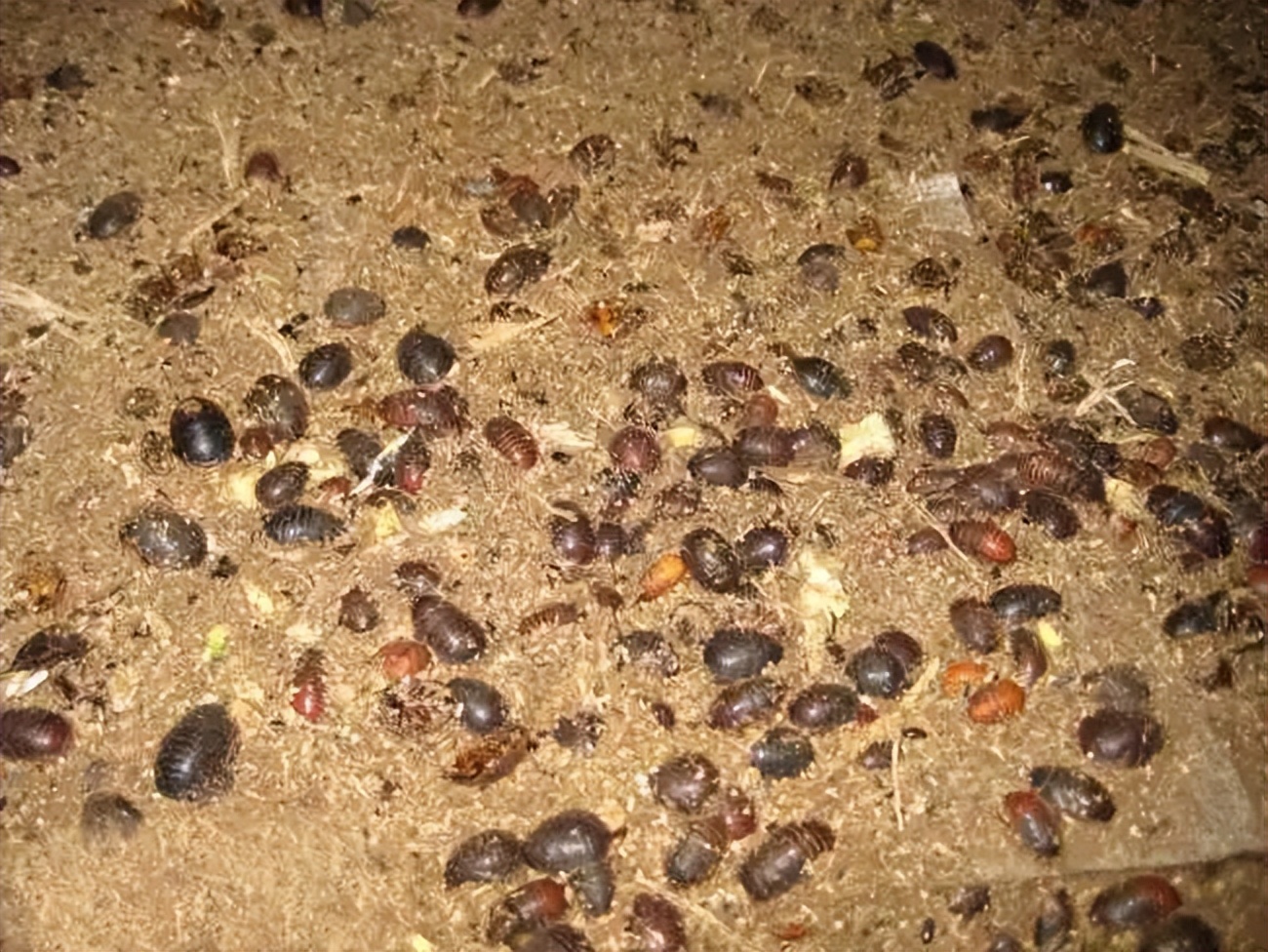 观音虫价格,观音虫是什么虫