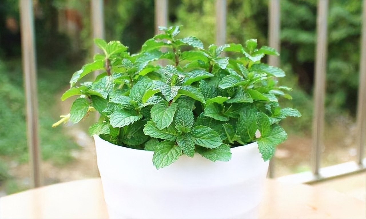 养水牛种什么草最好养,高温下雨后养兰花