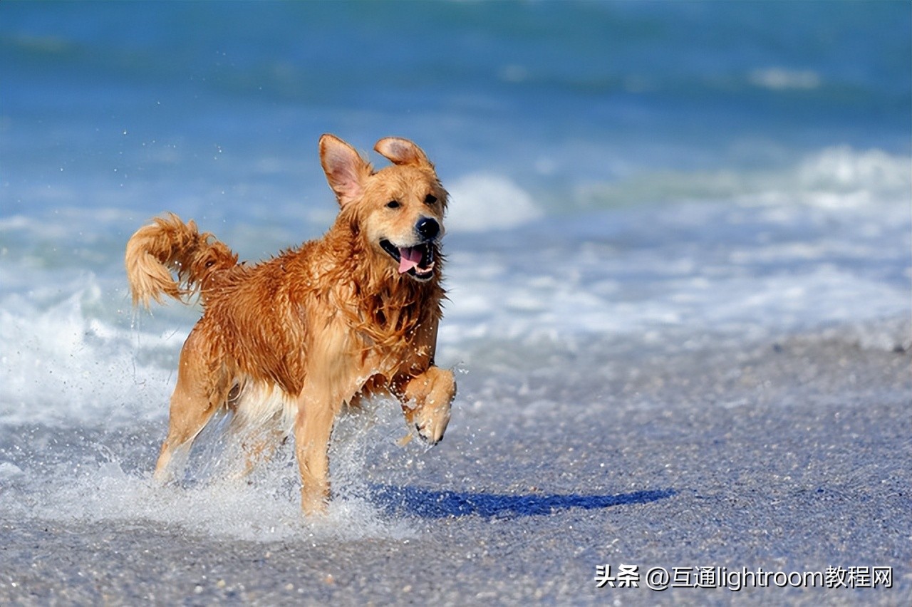 海口宠物肖像摄影,宠物摄影风格应该是怎样