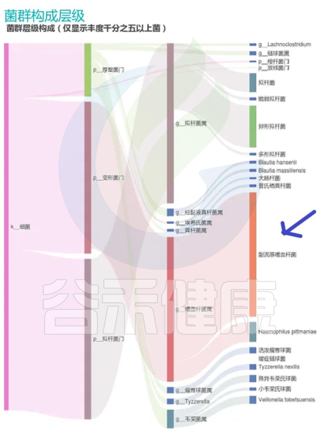 病原菌属——嗜血杆菌（Haemophilus），进入肠道也要注意
