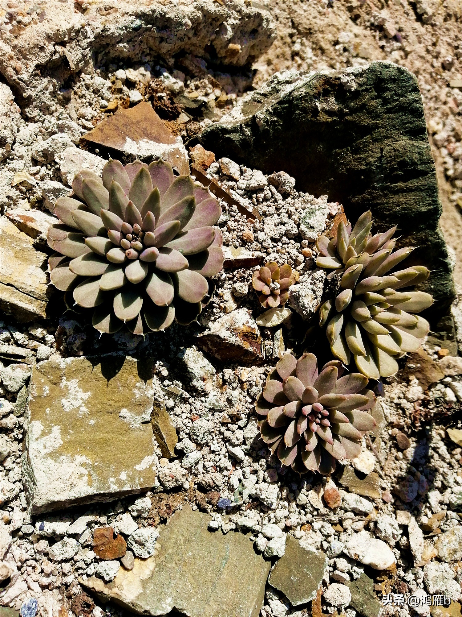 十大耐阴多肉植物,狼爪瓦松是多肉吗
