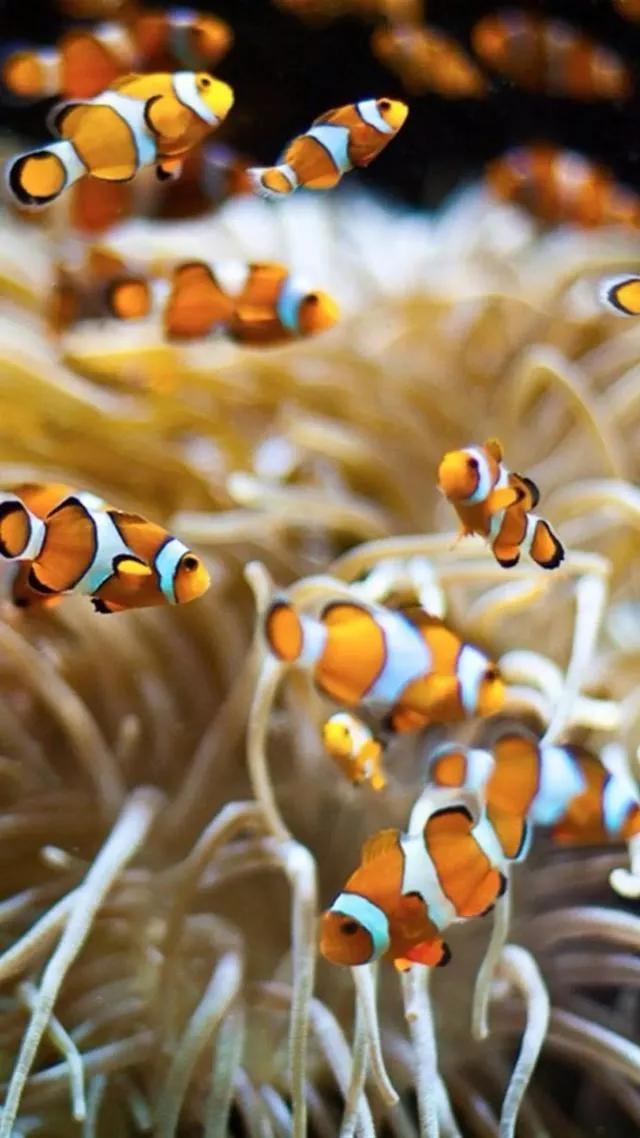 海底世界高清大图壁纸,手机动态海底世界鱼壁纸