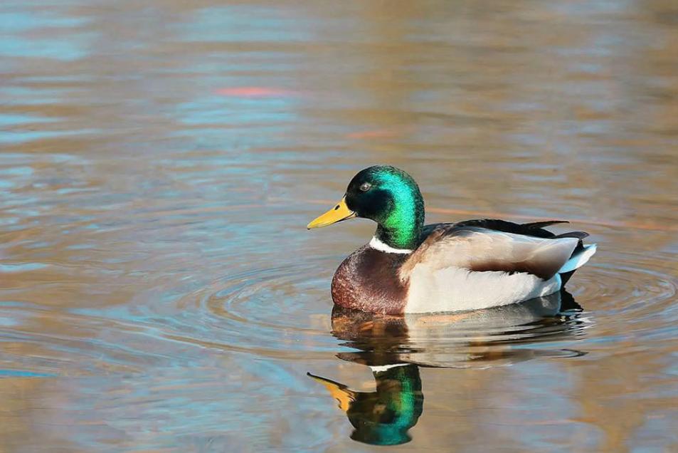 千年草籽万年鱼籽有什么作用,千年草籽万年鱼籽是真的假的
