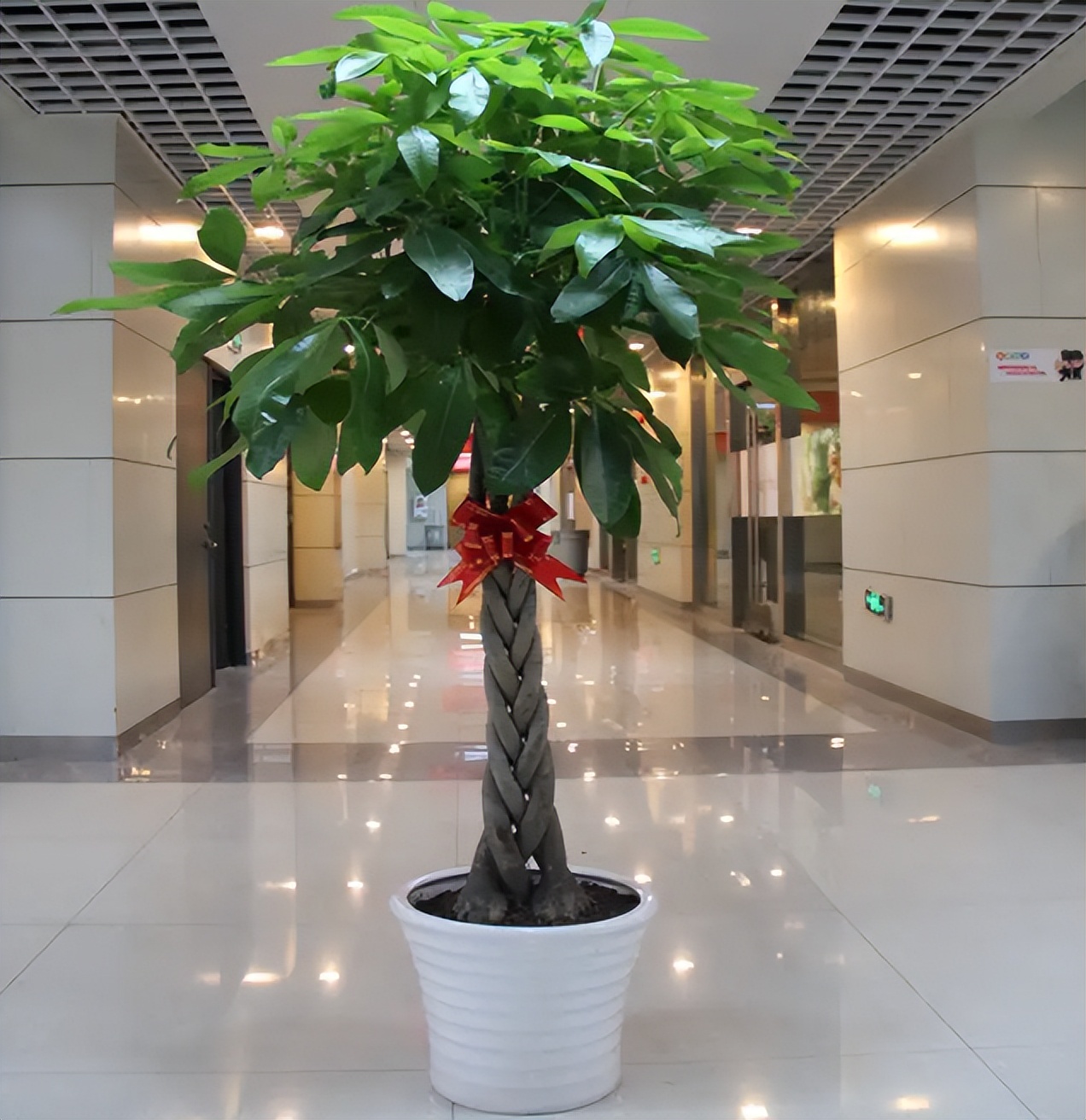 家里养这3种花招财纳福健康长寿,适合懒人养的旺财室内花