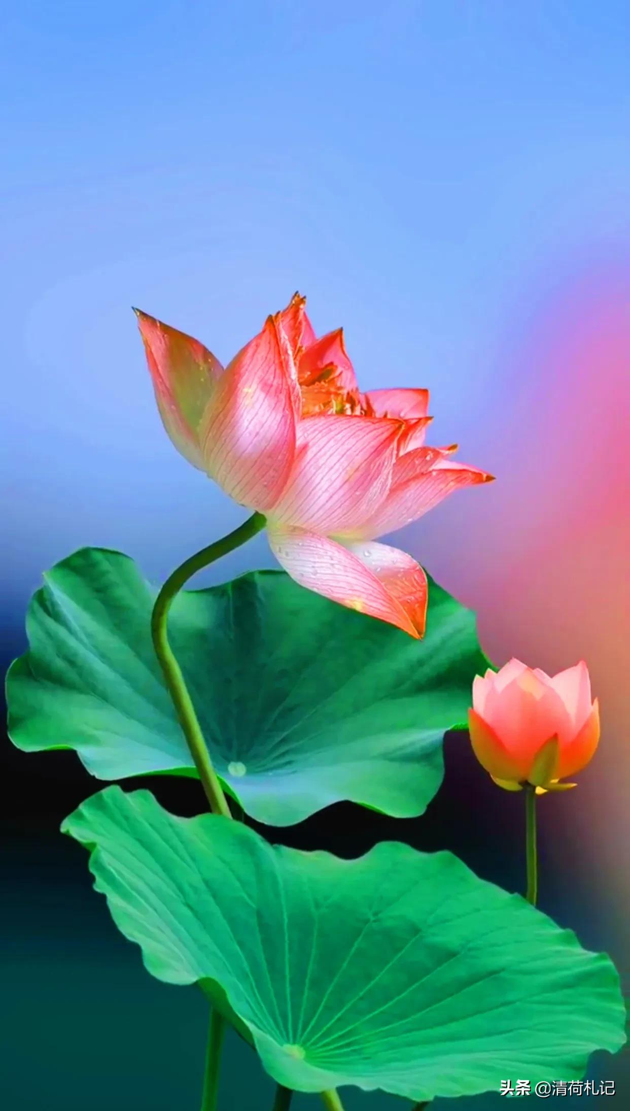 清荷札记心无杂念向美而行,清荷札记人生感悟与君共勉