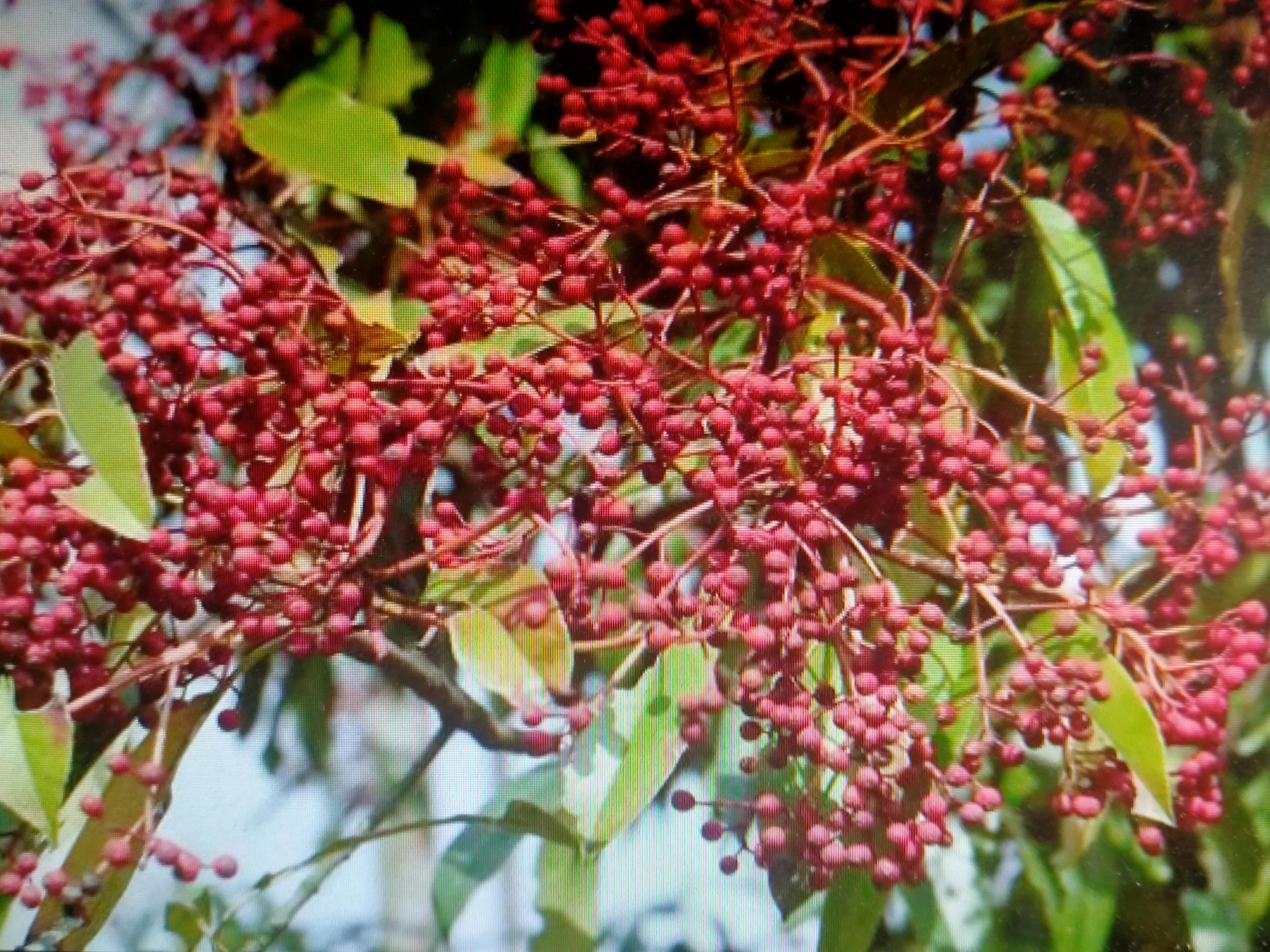 红叶石楠树1.5米,红叶石楠耐寒吗