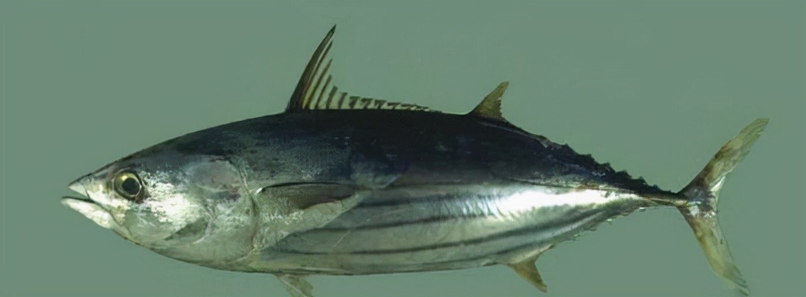 最常见的50种食用鱼吃法和价格,十种常用食用鱼类介绍