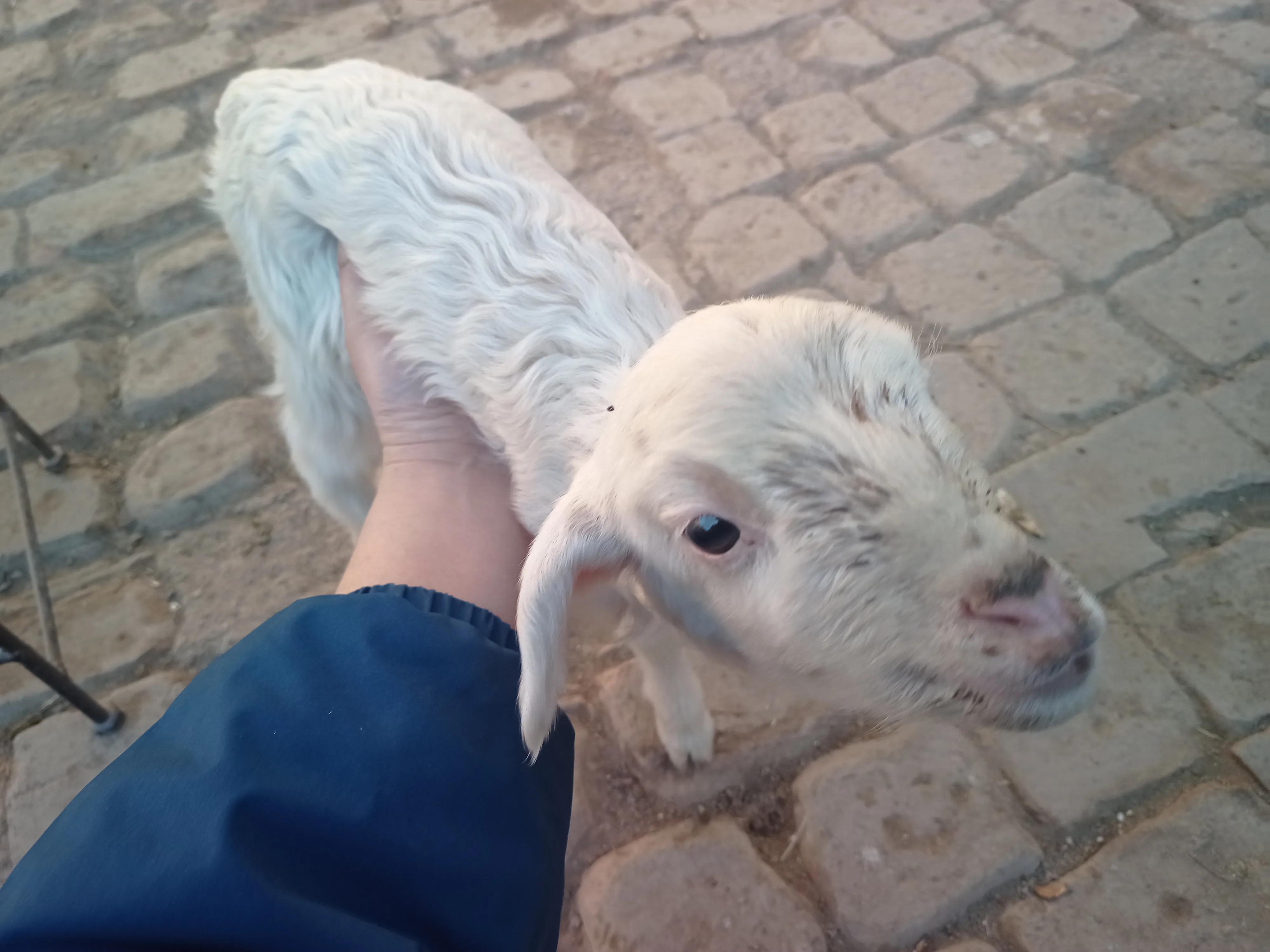 关于养羊的基础问题和技术问题,养羊人必须学会的养羊技术