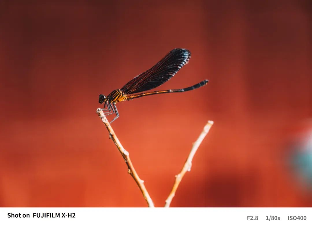 富士xh2s和富士xh2评测,富士xh2实拍体验