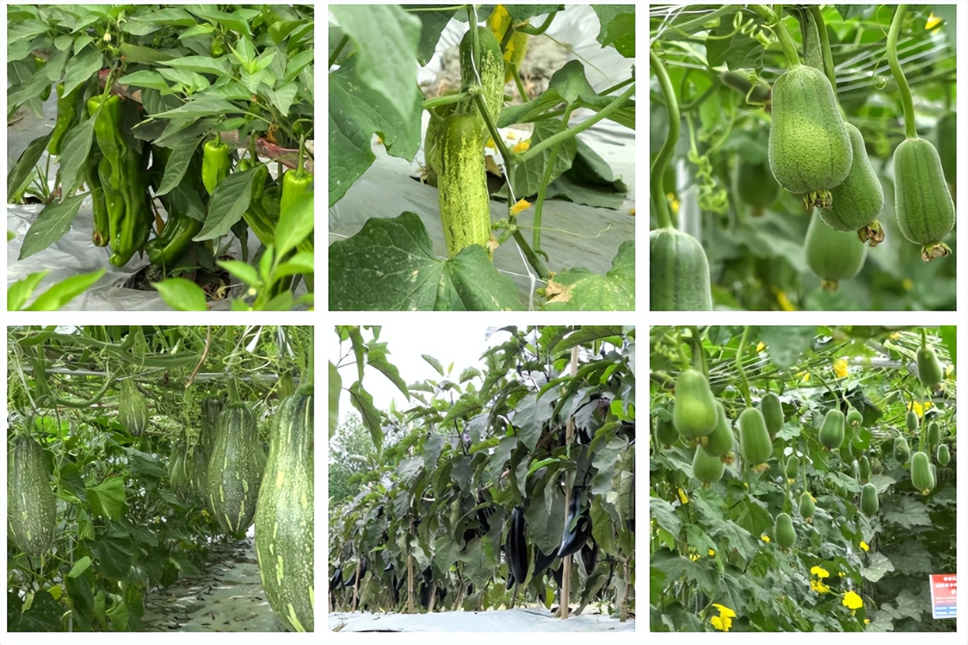 擦亮高原特色农产品名片,擦亮农产品金名片