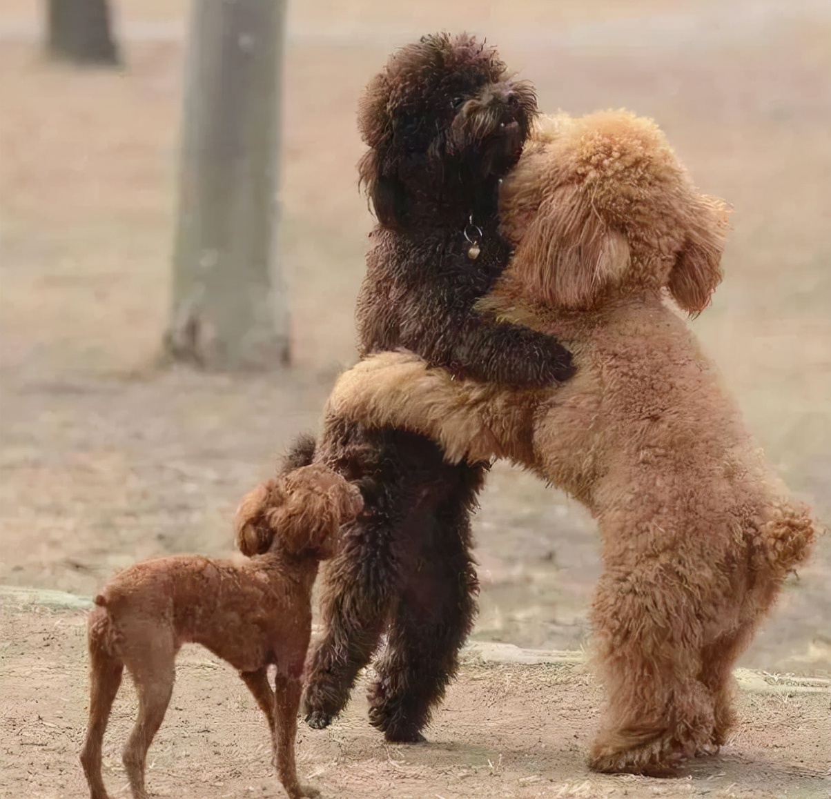 中途打断交配的狗狗，会带来什么影响？