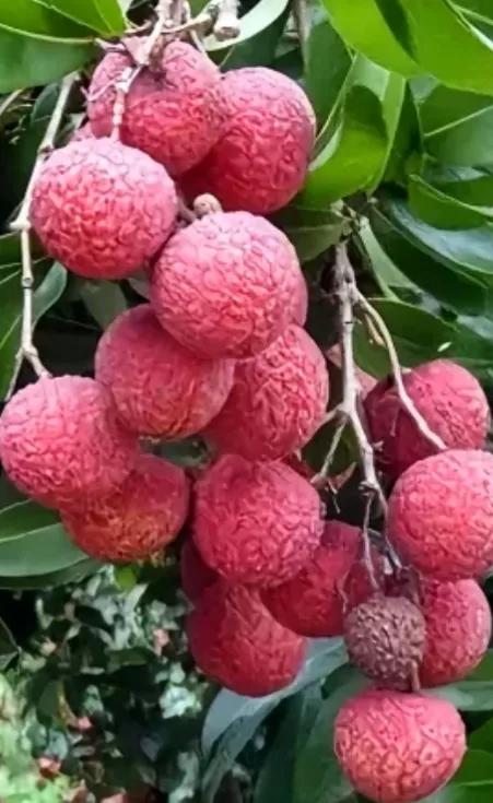 13岁女儿患重度抑郁症怎么办,13岁女儿重度抑郁症该怎么办