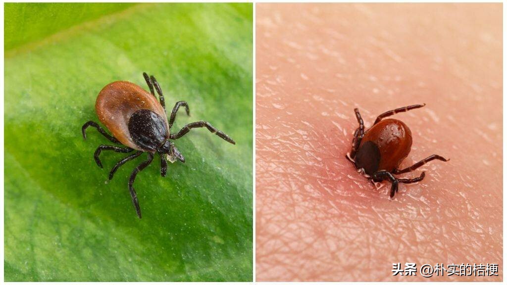 世界上最危害的昆虫,世界上有什么有毒的昆虫