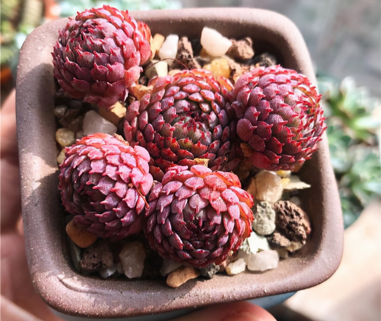 十二卷多肉的品种图鉴,100种多肉植物图片大全