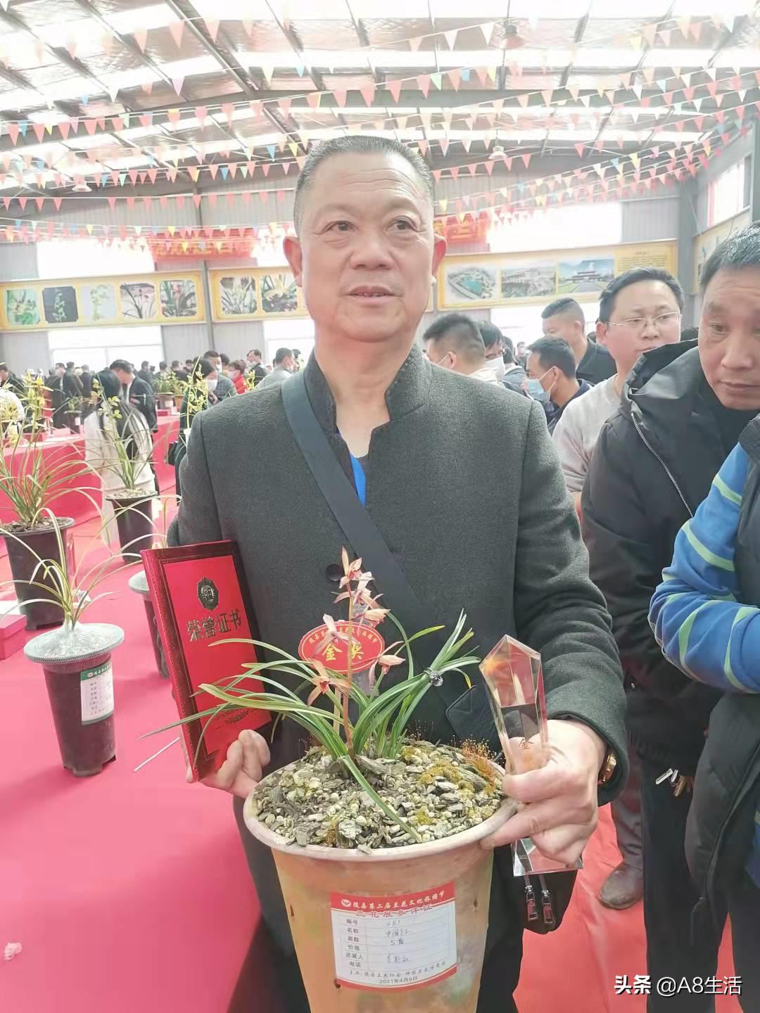 带你认识中华兰花纹瓣兰,顶级纹瓣兰图片