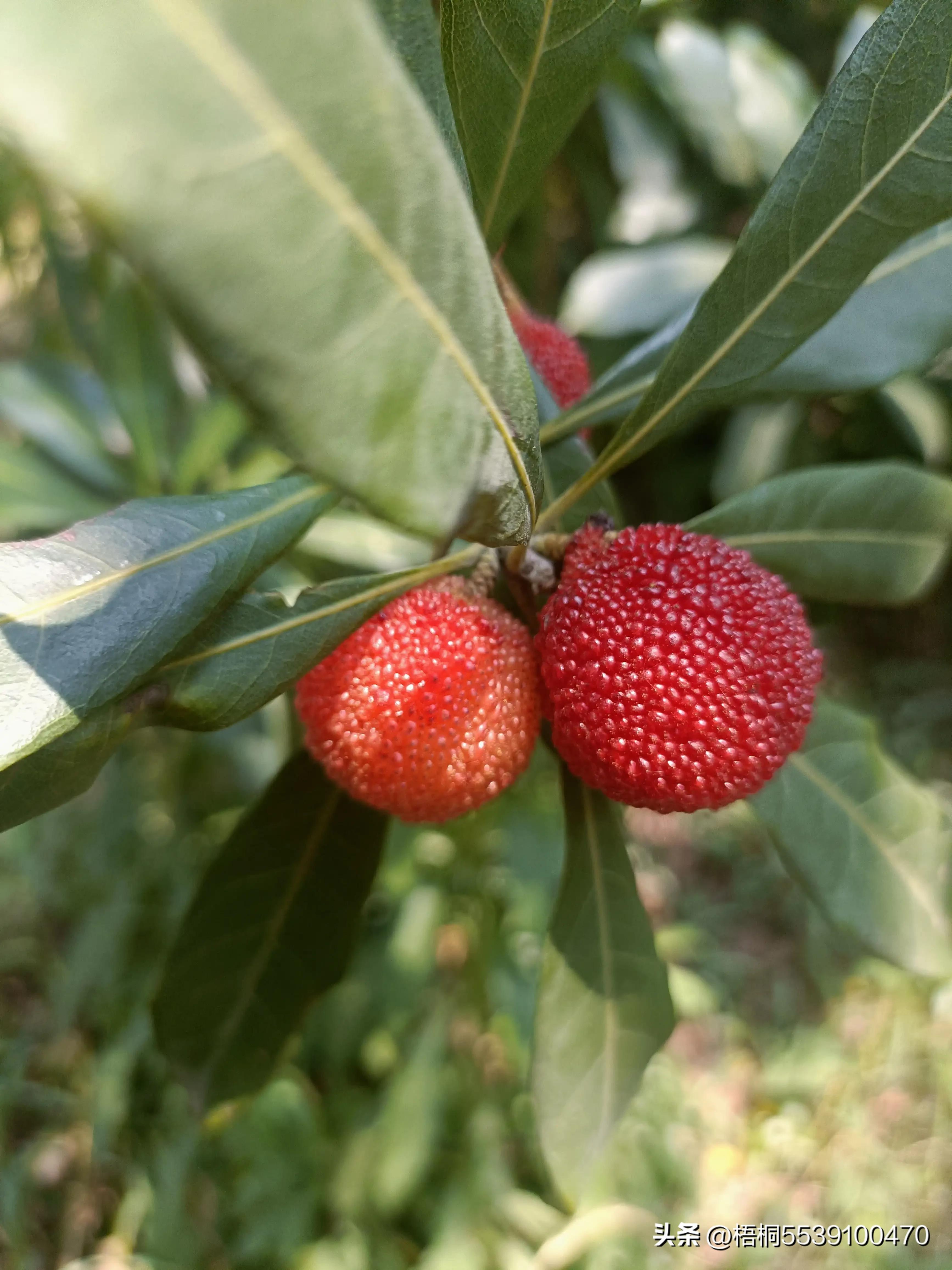 苏州洞庭西山有什么好玩的,苏州太湖东山还是西山好玩