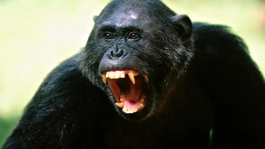 红毛猩猩被囚六年，培养成泄欲工具，身上溃烂也得接客