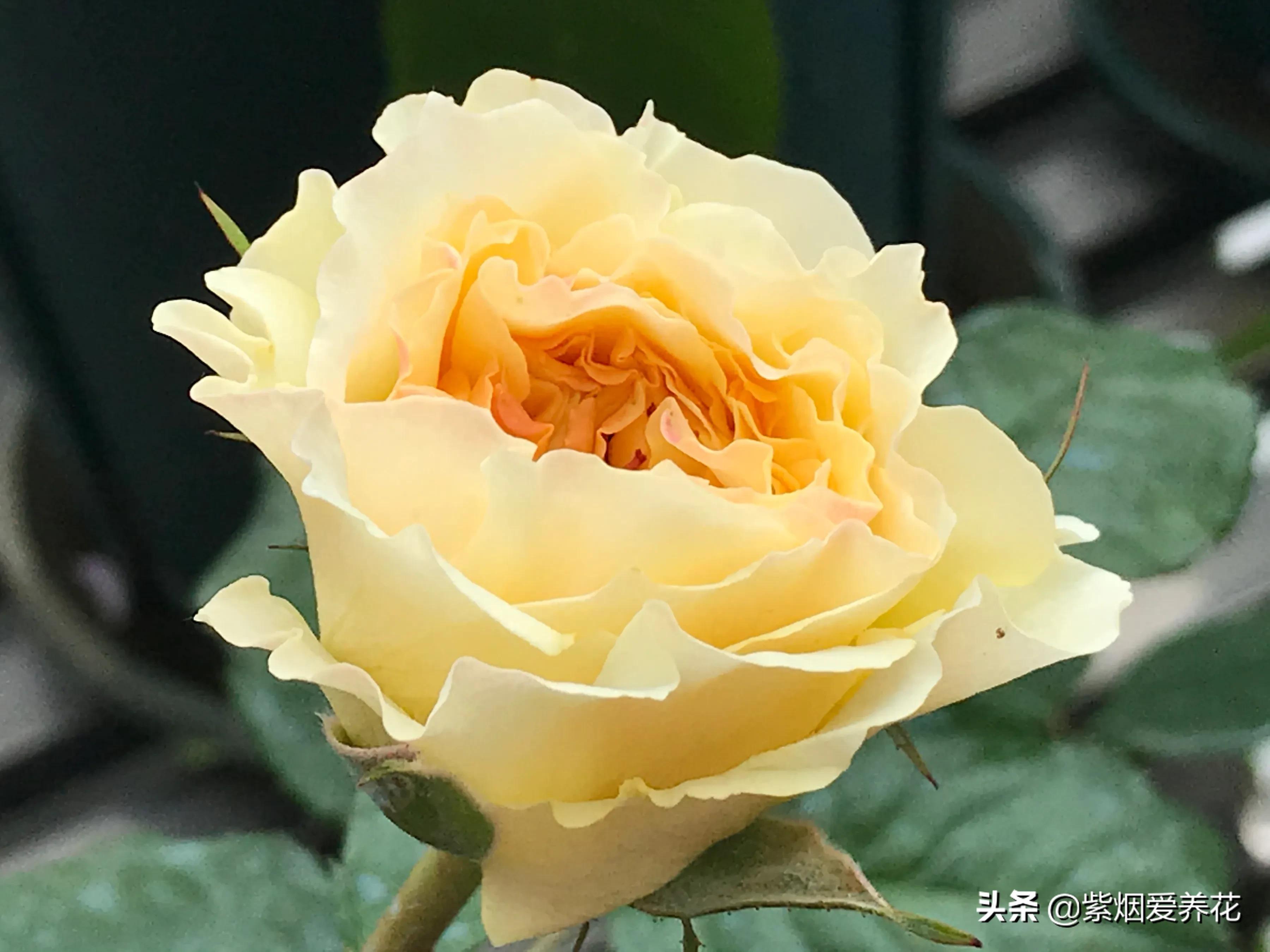 哪些月季仙气十足,又美又香的月季品种