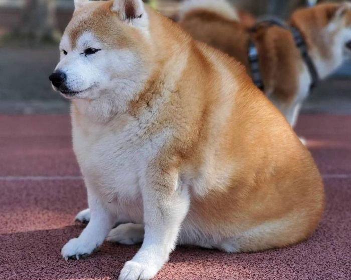 柴犬脚受伤原因,柴犬的脚为什么这么臭