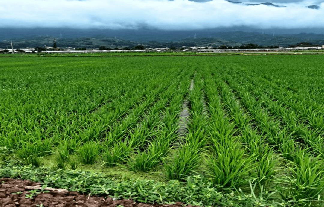 【富民兴村】芦山县青龙场村腾飞录‖李腾鹏
