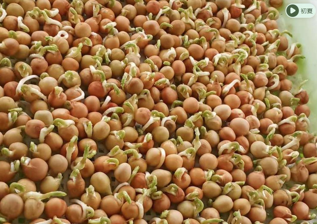 自制免浇水发豆芽,自己怎么做发豆芽神器