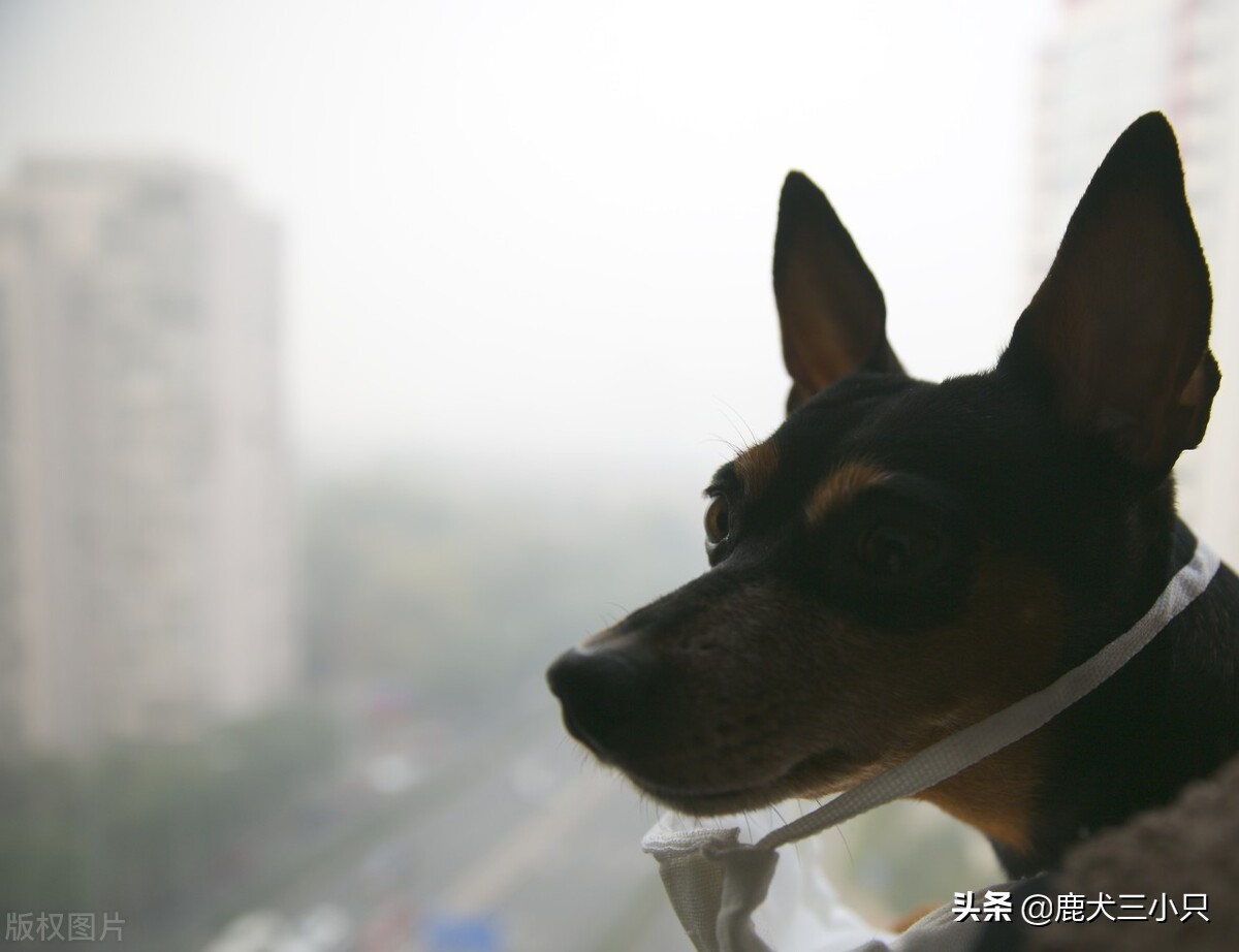 怎么注意狗狗呼吸道疾病,狗狗肠胃疾病吃什么药会好