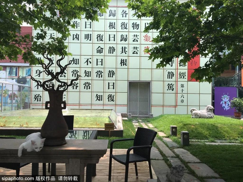 北京故宫的猫为什么叫御猫,故宫最萌的猫是什么猫