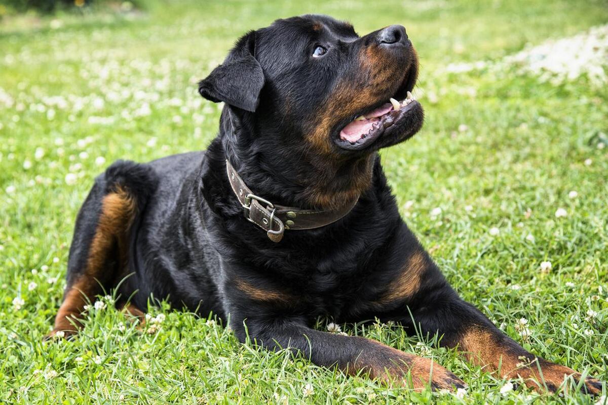 世界上最可怕的四大猛犬,世界上杀伤力最强的十大猛犬