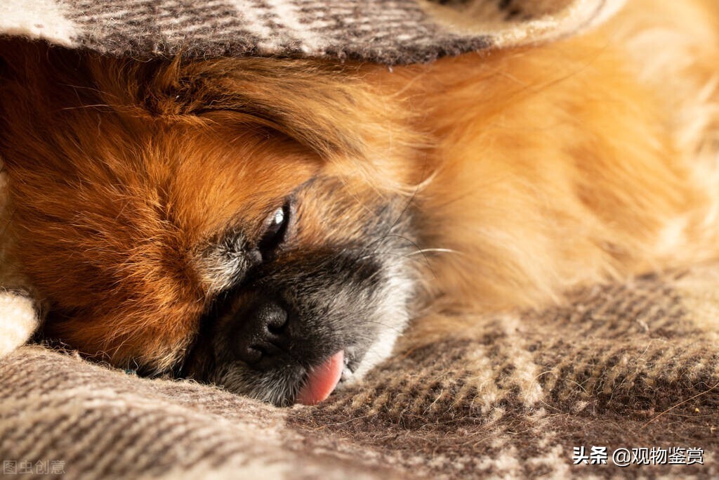 狗催吐法,狗催吐用肥皂水怎么操作