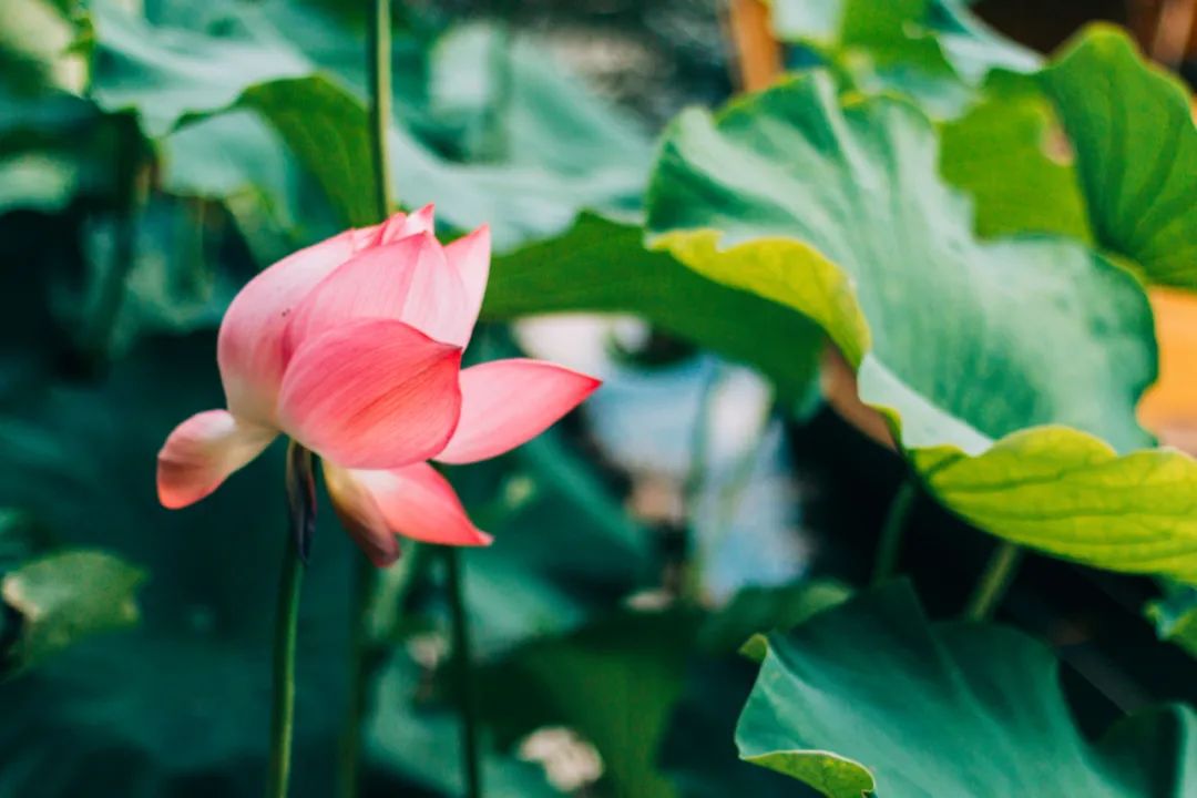 荷风莲香唯美了整个夏天的下一句,最美荷花诗词大全简单一点