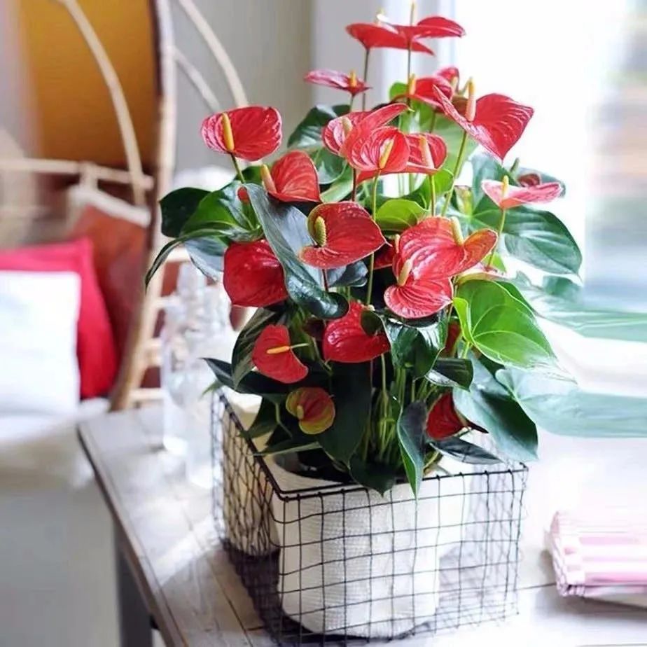 家里养什么花对睡眠最好,家里养什么花好对健康好一点