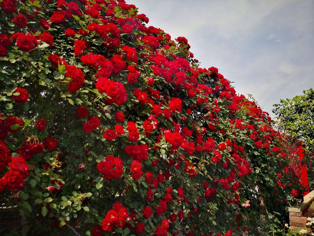 光照不足也能猛开花的藤本月季,抗病好养勤花的藤本月季品种