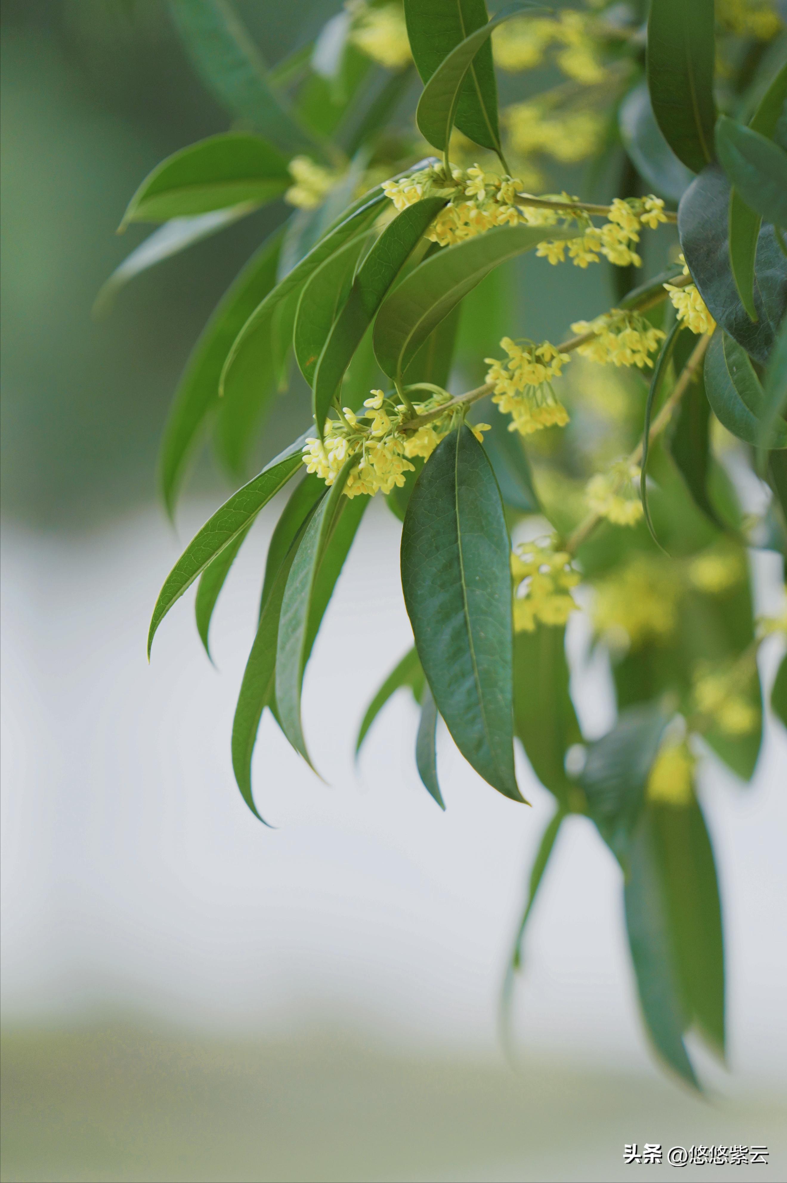 襄阳桂花,襄阳八月桂花遍地开