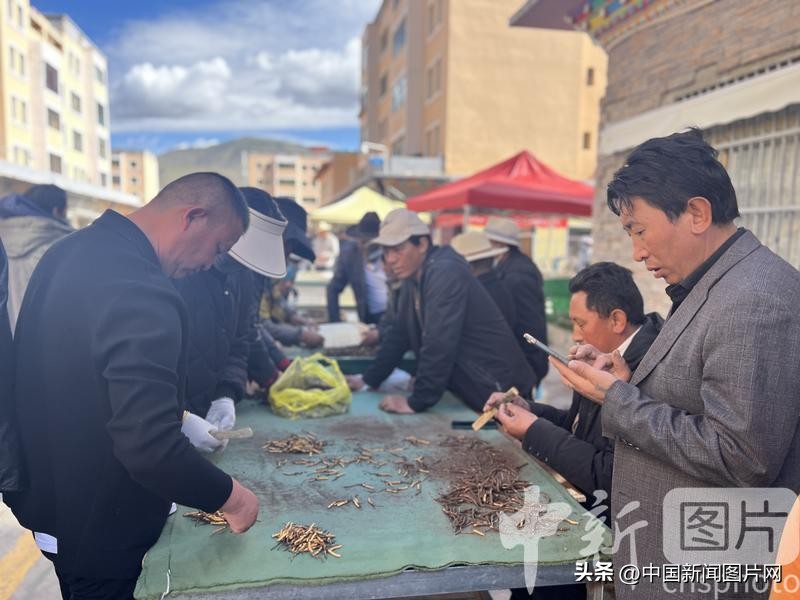 青海冬虫夏草2023价目表,青海冬虫夏草的价格表