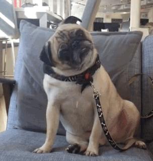 别碰它！会被抓！|百日行动