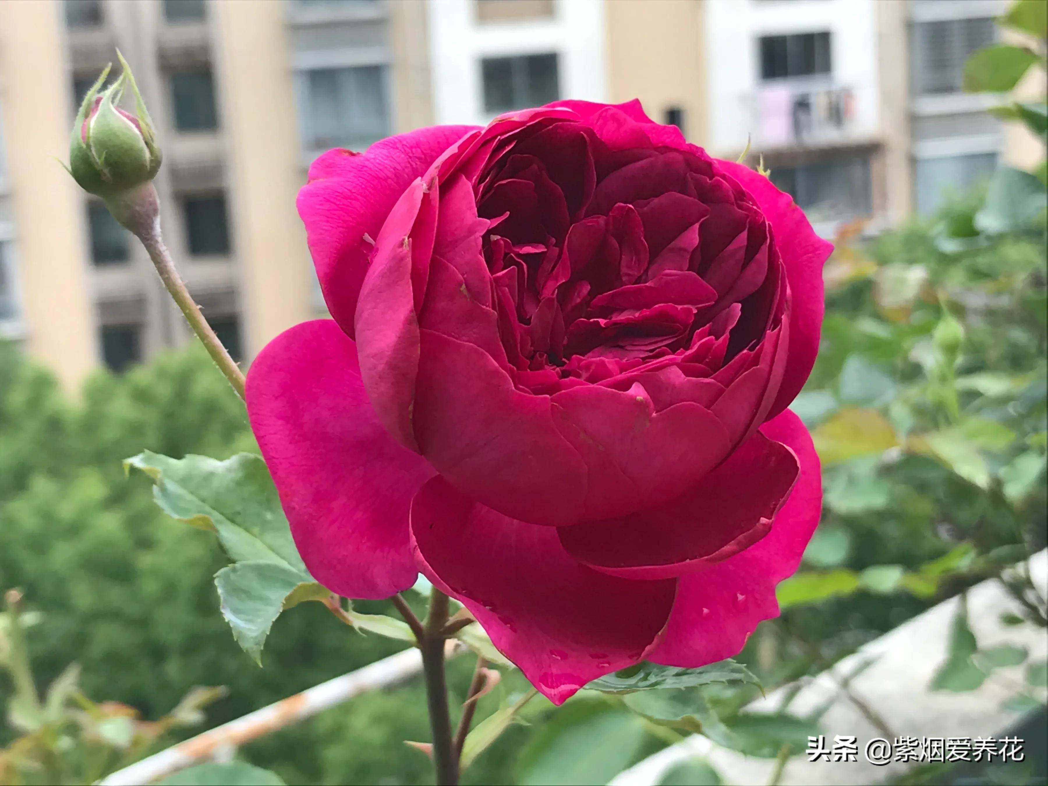 哪些月季仙气十足,又美又香的月季品种