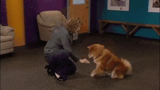 狗狗便便训练技巧大全,学会这几个技巧狗狗想不听话都难