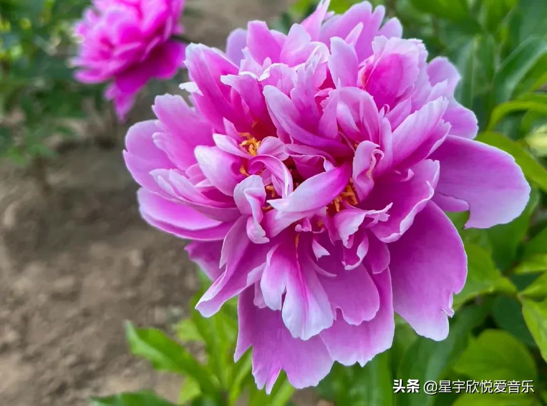 分享图片——不同颜色的芍药花