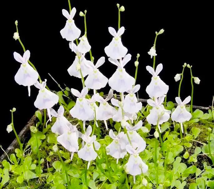 狸藻花图片大全,可爱的狸藻花图片