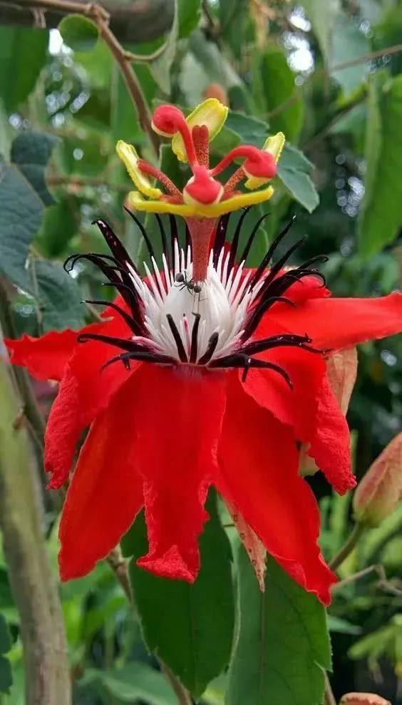 一花一世界一念一佳人的图片,一花一世界一叶一春秋图片