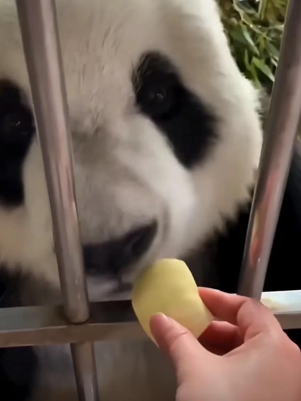 金刚芭比对战黑熊金刚,金刚芭比暴打铁血硬汉