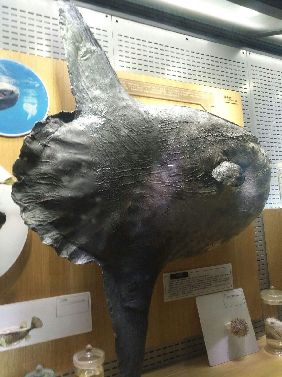 海洋里翻车鱼被吃了一半还能活吗,海中自助餐