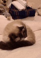 过敏体质的猫吃什么猫粮,低敏的猫有哪些品种