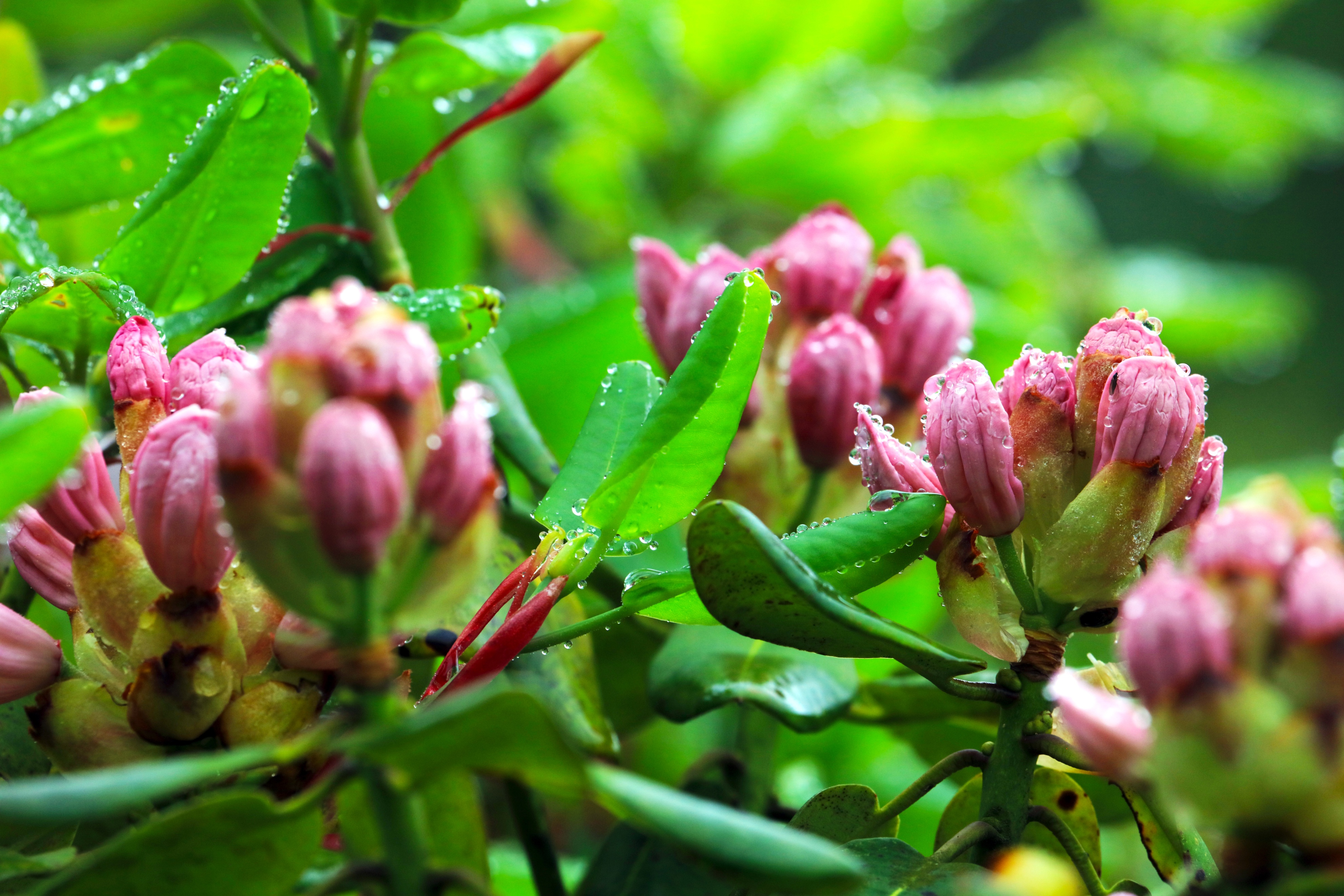 五四青年节致老青年们的图片,祝福五四青年节的图