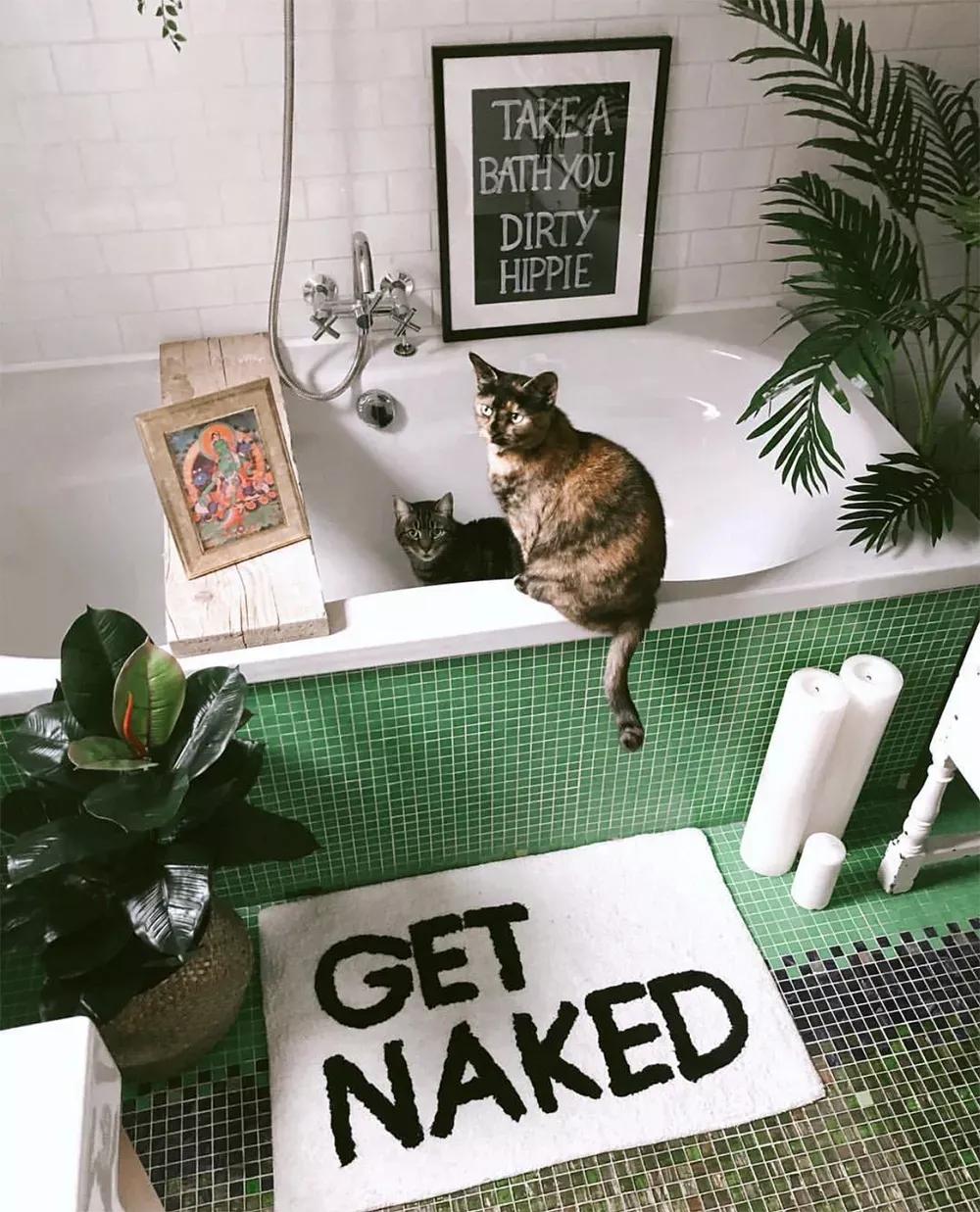 客厅实用盆栽植物有哪些,客厅一般放什么植物盆栽比较好