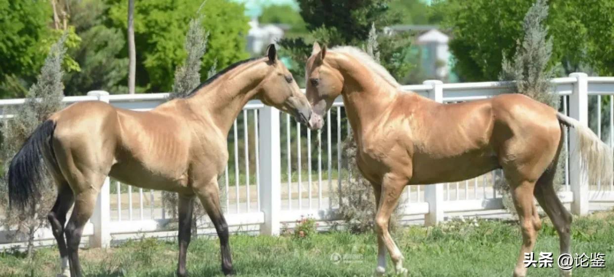沙漠中的香格里拉：土库曼斯坦有多豪？医疗教育住房全部免费