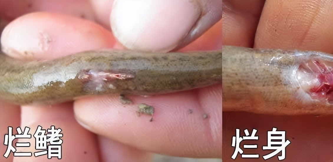 泥鳅养殖病害防治方案,养殖泥鳅易出现的病害