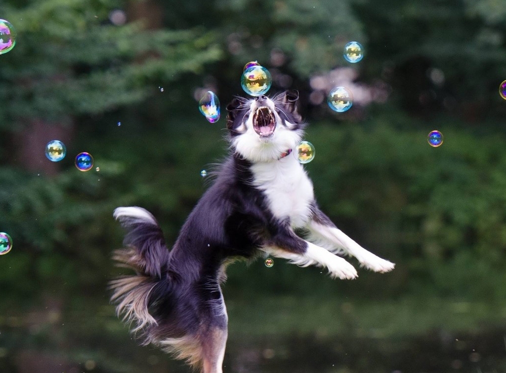 我们家边牧好蠢怎么办,为什么我的边牧感觉很蠢