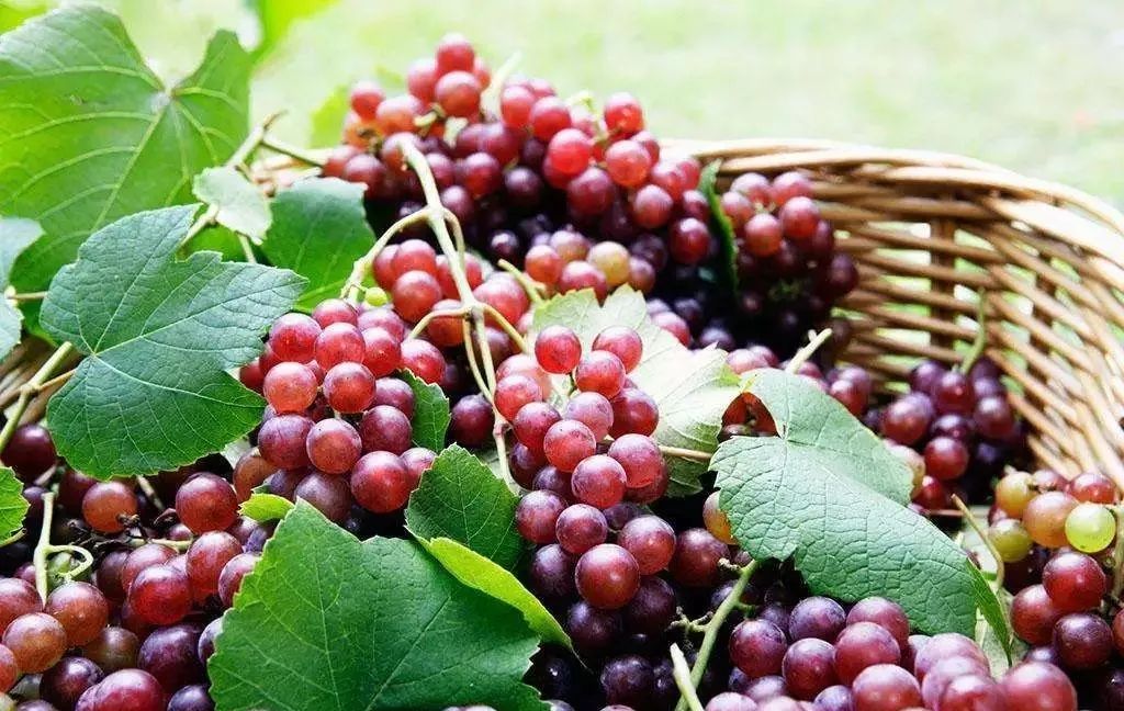 最好吃的爆浆葡萄,香甜爆汁葡萄