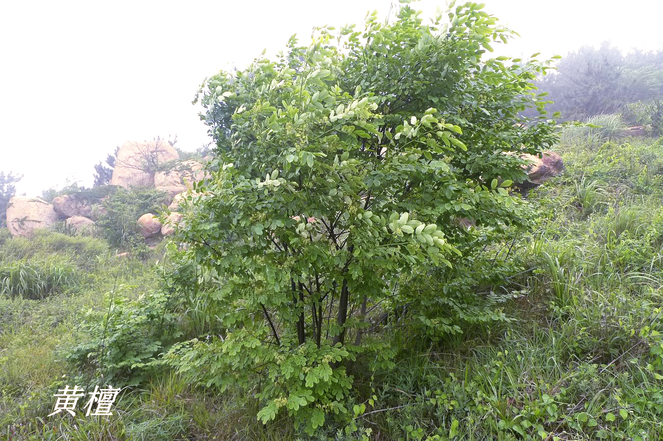 诗经中的伐檀,诗经伐檀是指哪里